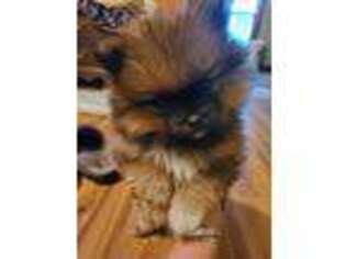 Pomeranian Puppy for sale in Pittsville, WI, USA