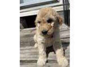 Goldendoodle Puppy for sale in Kelly, LA, USA