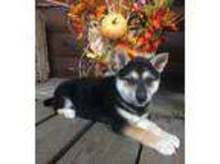 Shiba Inu Puppy for sale in Center Ridge, AR, USA