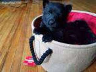 Schipperke Puppy for sale in Rochester, NY, USA