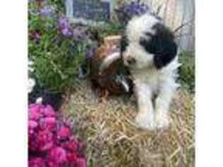 Saint Bernard Puppy for sale in Traverse City, MI, USA