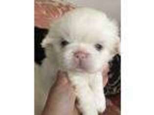 Pekingese Puppy for sale in Edgerton, WI, USA