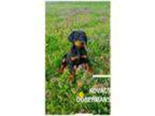 Doberman Pinscher Puppy for sale in Highlandville, MO, USA