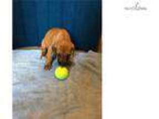 Rhodesian Ridgeback Puppy for sale in Fort Worth, TX, USA