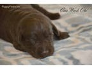 Labrador Retriever Puppy for sale in Huntington, IN, USA