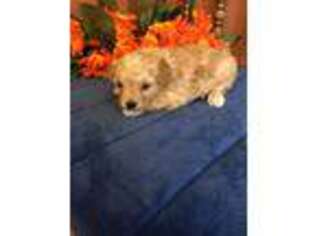 Mutt Puppy for sale in Seneca, KS, USA