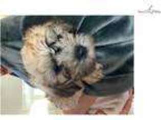 Dandie Dinmont Terrier Puppy for sale in Tulsa, OK, USA
