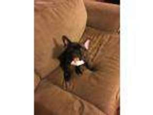 French Bulldog Puppy for sale in New Albany, MS, USA