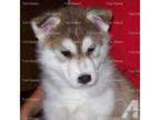 Siberian Husky Puppy for sale in HEPPNER, OR, USA