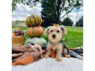 Yorkshire Terrier Puppy for sale in Norfolk, NE, USA