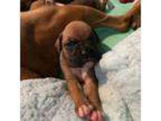 Boxer Puppy for sale in Jupiter, FL, USA