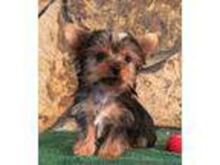 Yorkshire Terrier Puppy for sale in Saint Elizabeth, MO, USA