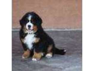 Bernese Mountain Dog Puppy for sale in Pueblo, CO, USA