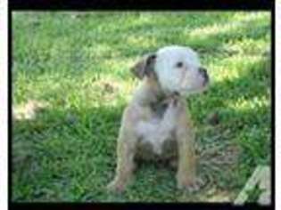 Olde English Bulldogge Puppy for sale in LOLITA, TX, USA