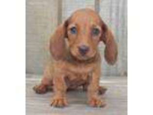 Dachshund Puppy for sale in Wewoka, OK, USA