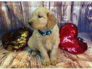Golden Retriever Puppy for sale in Wenatchee, WA, USA