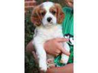 Cavalier King Charles Spaniel Puppy for sale in Webb City, MO, USA