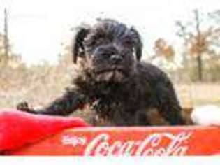 Mutt Puppy for sale in Beebe, AR, USA