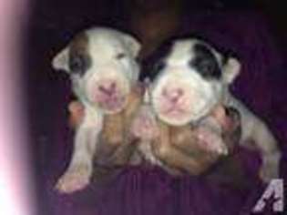Bull Terrier Puppy for sale in TOPEKA, KS, USA