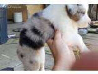 Australian Shepherd Puppy for sale in Norwood, NC, USA