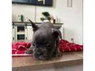 French Bulldog Puppy for sale in Manteca, CA, USA