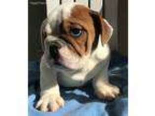 Bulldog Puppy for sale in Milton, IA, USA