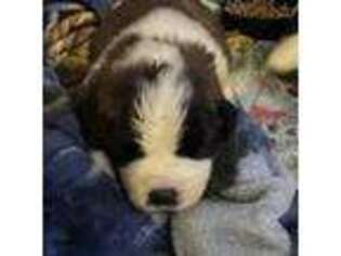Saint Bernard Puppy for sale in Adams, OR, USA