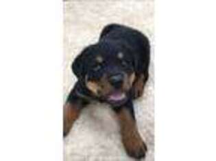 Rottweiler Puppy for sale in Missoula, MT, USA