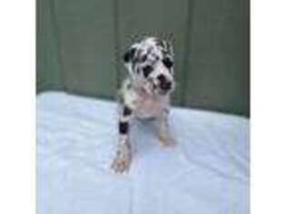 Great Dane Puppy for sale in Warrenton, GA, USA