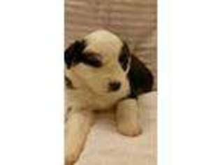 Miniature Australian Shepherd Puppy for sale in Bryson City, NC, USA