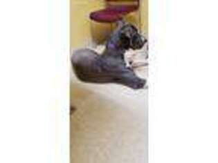 Great Dane Puppy for sale in High Point, NC, USA