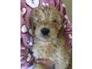 Goldendoodle Puppy for sale in Beecher City, IL, USA