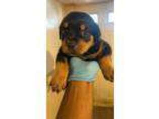 Rottweiler Puppy for sale in Far Rockaway, NY, USA