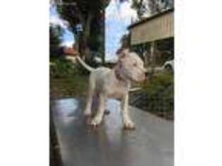 Dogo Argentino Puppy for sale in Dade City, FL, USA