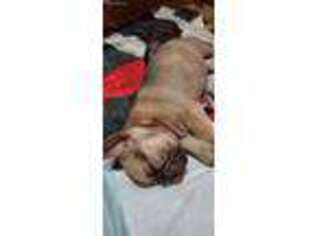 French Bulldog Puppy for sale in Gretna, LA, USA
