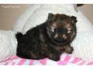 Pomeranian Puppy for sale in Starkville, MS, USA
