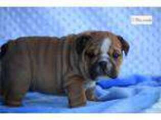 Bulldog Puppy for sale in Springfield, MO, USA