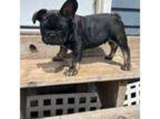 French Bulldog Puppy for sale in Fitchburg, MA, USA