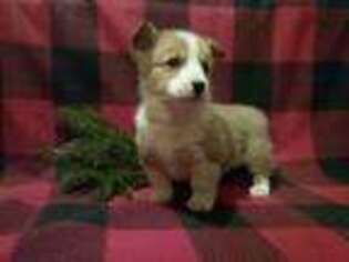 Pembroke Welsh Corgi Puppy for sale in Mc Clure, PA, USA