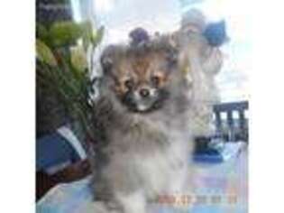 Pomeranian Puppy for sale in Ravenna, MI, USA