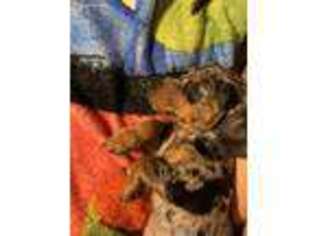 Dachshund Puppy for sale in Morgan Hill, CA, USA