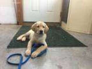 Labrador Retriever Puppy for sale in Elkton, VA, USA