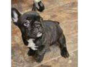 French Bulldog Puppy for sale in Lincoln, NE, USA