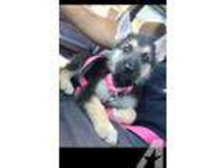 German Shepherd Dog Puppy for sale in NEW HAVEN, CT, USA