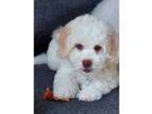 Bichon Frise Puppy for sale in Frisco, TX, USA