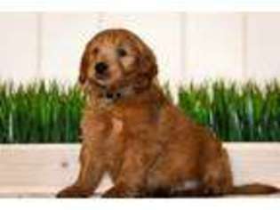Goldendoodle Puppy for sale in Escondido, CA, USA
