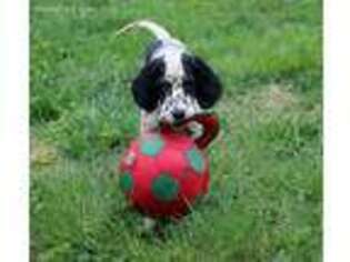 English Setter Puppy for sale in Winchester, KY, USA