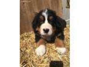 Bernese Mountain Dog Puppy for sale in Tyrone, PA, USA