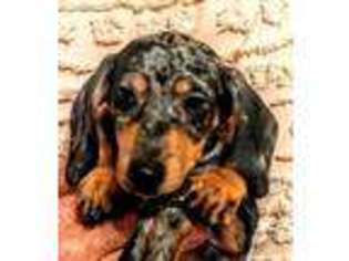 Dachshund Puppy for sale in Sacramento, CA, USA