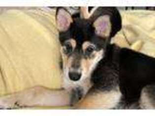 Shiba Inu Puppy for sale in Firth, NE, USA